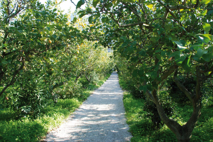 Ischia_viale